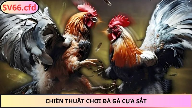 Chiến thuật chơi đá gà cựa sắt